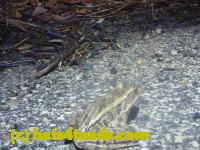 /home//u458753944/public_html/sourcegallery//Roxborough Toad Detour/2013-2019/2015/11061217_10206526857439117_1427170745831351907_o.jpg